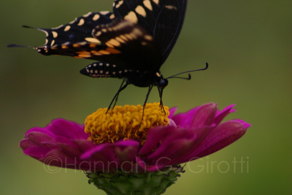 Zinnia Feast Floral Photo Greeting Card