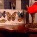 Miniature Exotic Butterfly Collection