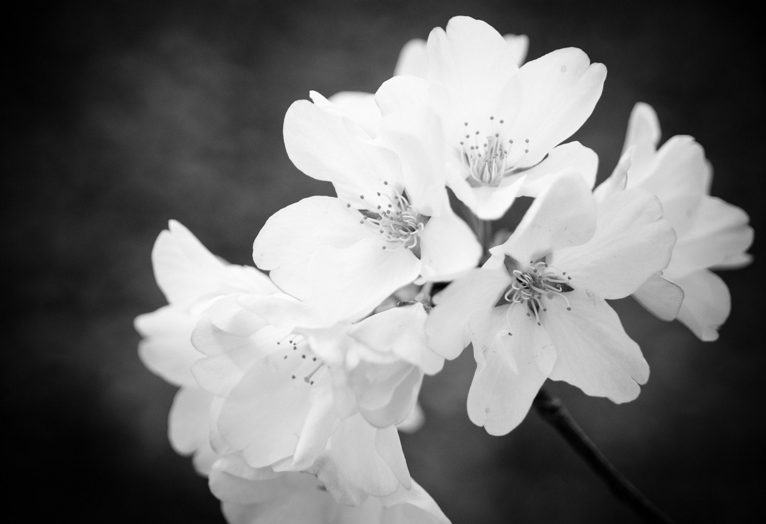Black and White Flower: 5 X 7 Photography Print  Floral