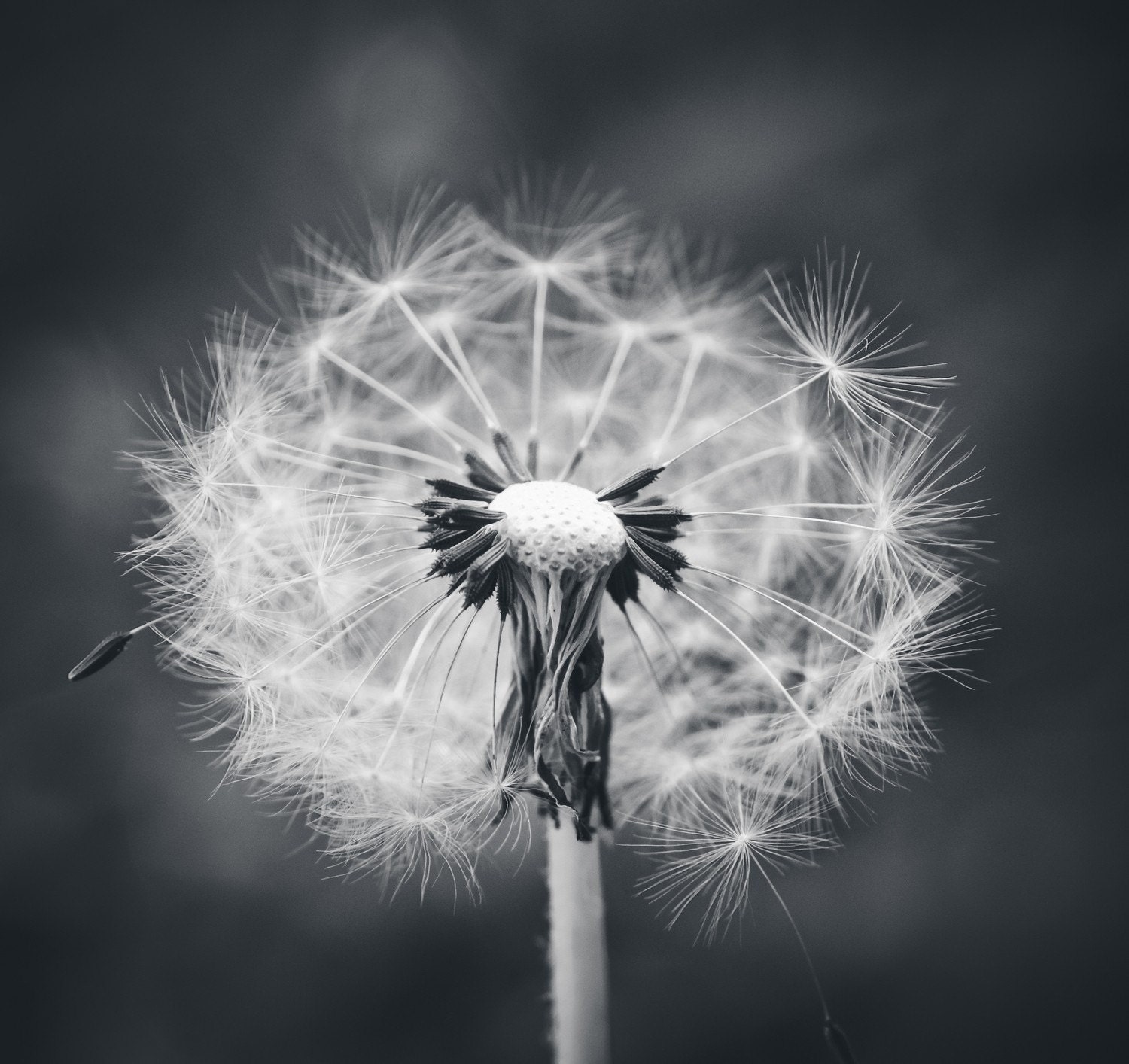 Black and White Dandelion -  5 X 5 Square Photography Print