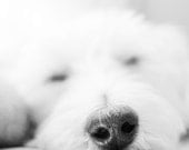 Black and White Dog Nose - 5 x 7 Photography Print - Cute Puppy Animal Decor Art Office