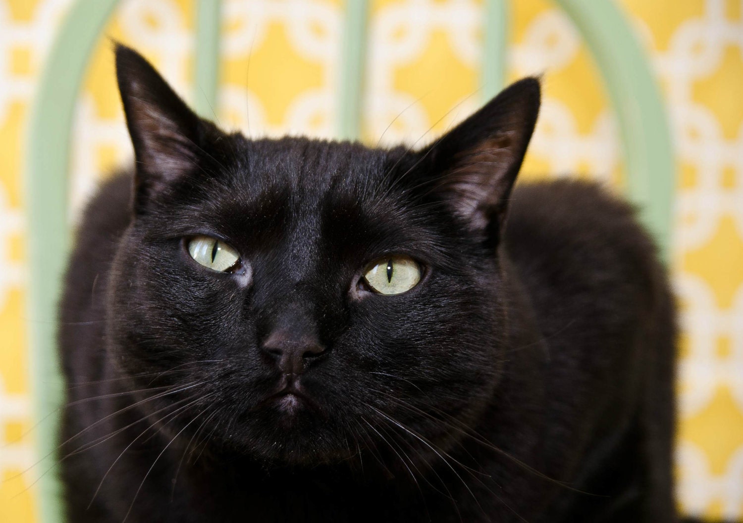 Black Cat Photo - 5 X 7 Photography Print Wall Pet Animal