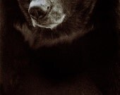 Pensive Bear - 8 X 10 fine-art black-and-white photographic print