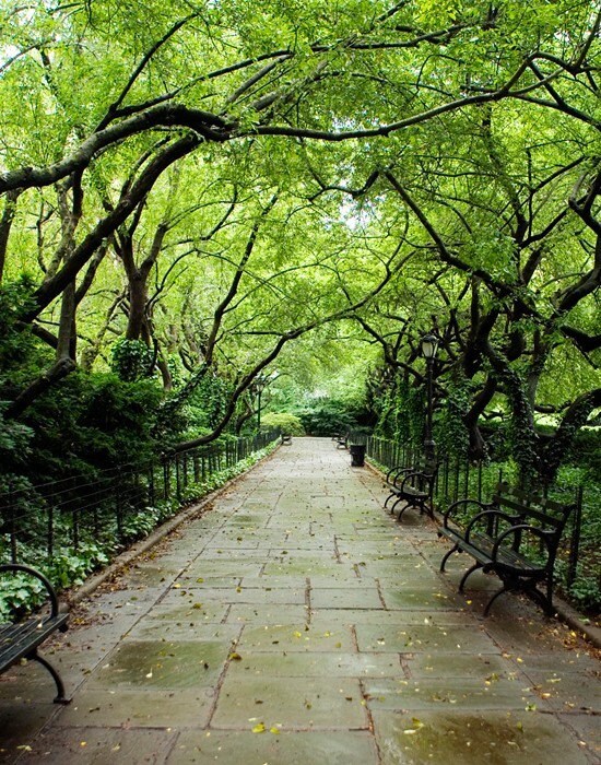 Serene Tree Canopy and Stone Path - Central Park Conservatory Garden - New York Nature Photography - 12X18 Fine Art Color Photograph - StefaniePoteetPhoto