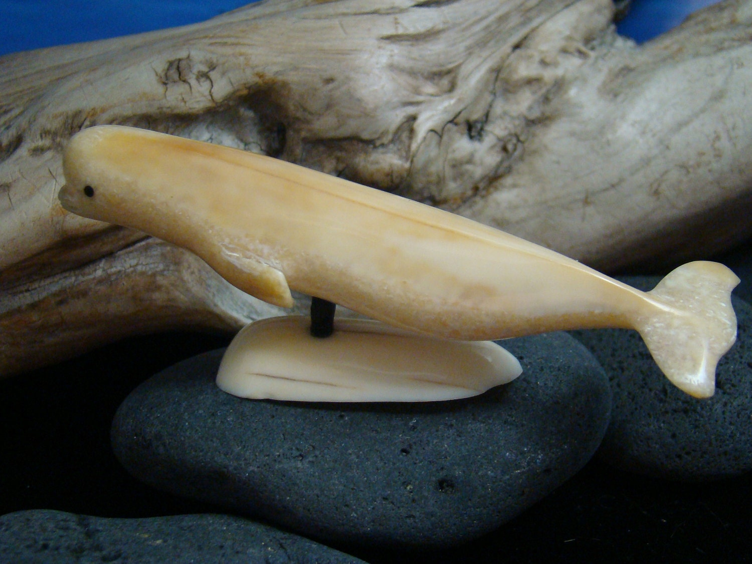Items similar to Vintage " Beluga Whale " Fossil Walrus Tusk Ivory
