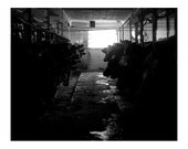 Barn Animals - 8x10 Original Signed Fine Art Photograph