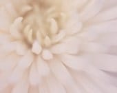 white macro flower botanical photograph / mum, chrysanthemum, close-up, detail, blush, cream / white spider mum no. 1 / 8x10 fine art photog