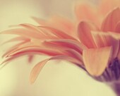 daisy flower photograph / botanical, peach, coral, yellow, honey, feminine, pastel / dainty / 8x12 fine art photo - shannonpix