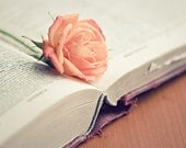 book rose still life photograph / flower, text, print, love, rose, pink, peach, apricot, literary, valentine / read / 8x10 fine art photo