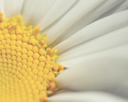 daisy nature photograph / flower, macro, yellow, white, sunny / sunny side up / 8x10