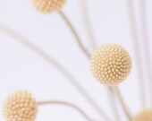 minimalist botanical photograph / craspedia, woolyheads, mustard yellow/ billy buttons no. 2 / 8x8 fine art photo