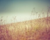 summer landscape nature photograph / field, blue sky, summer wheat / blue, gold, golden, angle / tilt / 8x10
