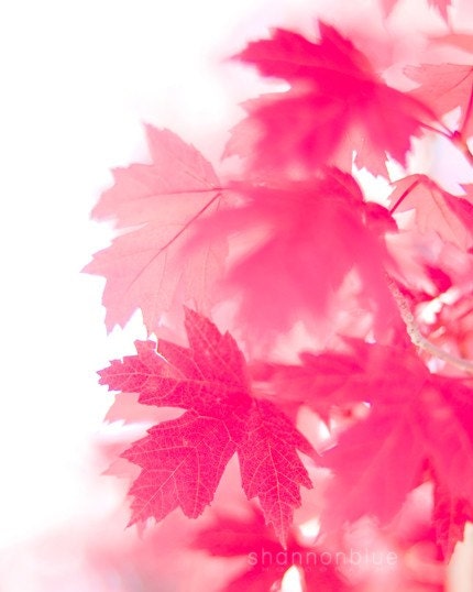 pink on white - 8x10 fine art photograph