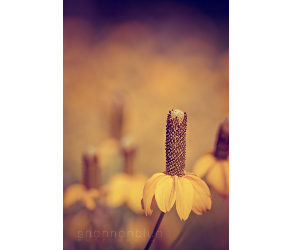 golden summer flower nature photograph / mustard yellow, hazy, gold, citrine, prairie coneflower / mexican hat / 8x12 fine art photo