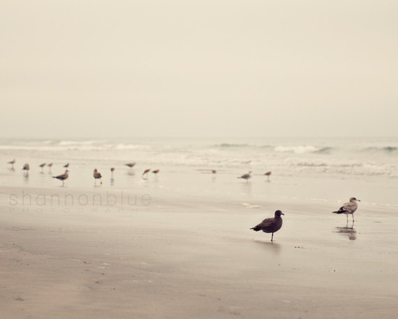 bird beach nature photograph / seagull, tern, coast, california, desaturated, earth tones, serene / birds of a feather / 8x10 fine art photo