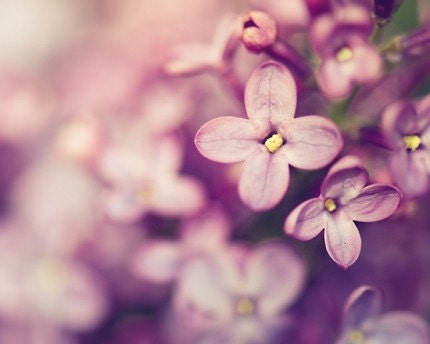 lilac spring botanical photograph / purple, lavender, amethyst, nature, macro, feminine, flower / lilac / 8x10 fine art photo