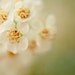 spring flower nature photograph / cherry blossom, bloom, floral / white, lime green, yellow / lemon lime / 8x10