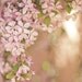 spring floral photograph / pink, flower, bloom, blossom, soft, feminine, blush, gold / pink frame / 8x10