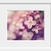 lilac spring botanical photograph / purple, lavender, amethyst, nature, macro, feminine, flower / lilac / 8x10 fine art photo