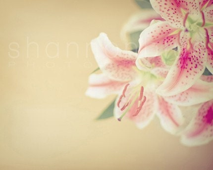 lily spring flower photograph / feminine, pastel, floral / gold, yellow, pink, white / lilies / 8x10