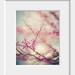 zen pink blossom spring nature photograph / bloom, flower, redbud, robins egg blue / a pink day / 8x10 fine art photo