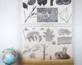 Botany Wall Chart