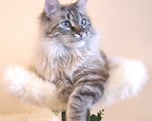 Cat Bed  SALE DESIGNER Cat BEDs 9" High Custom Cat Condo Modern Cat Furniture Tree Unique Cat Furniture Scratching Posts Tower FREE Shipping