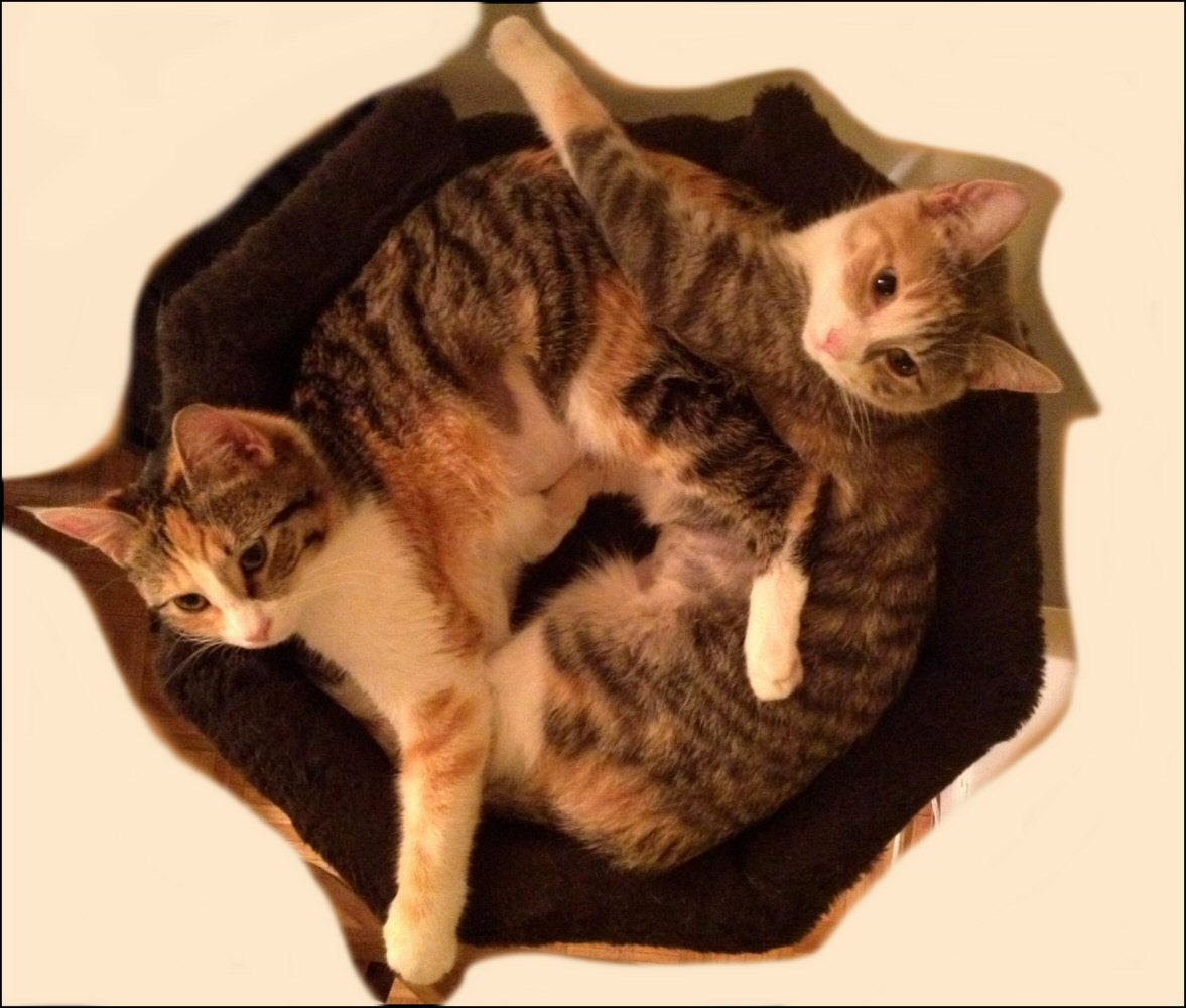 Cat Tree SALE MODERN CAT Furniture 4' Best Designer Luxury Cat Beds Custom Cat Condos Unique Cat Furniture Scratching Posts  Free Shipping.