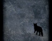 Black cat photo print, photography, Dark, mysterious, hopeful - That First Step - Fine art photograph, photo painting, 8x8 print