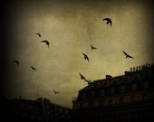 Bird photo, fine art photograph, Paris sky, flying birds, golden sky, PARIS STORIES 2, surreal ttv photography