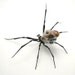 Goblin-Backed Orb Weaver Spider