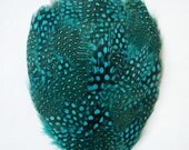 1 Turquoise Guinea Feather Pad