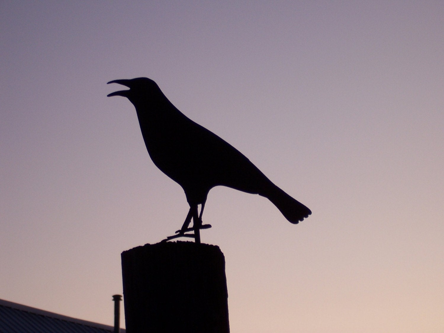 Ground Crow/Raven Silhouette