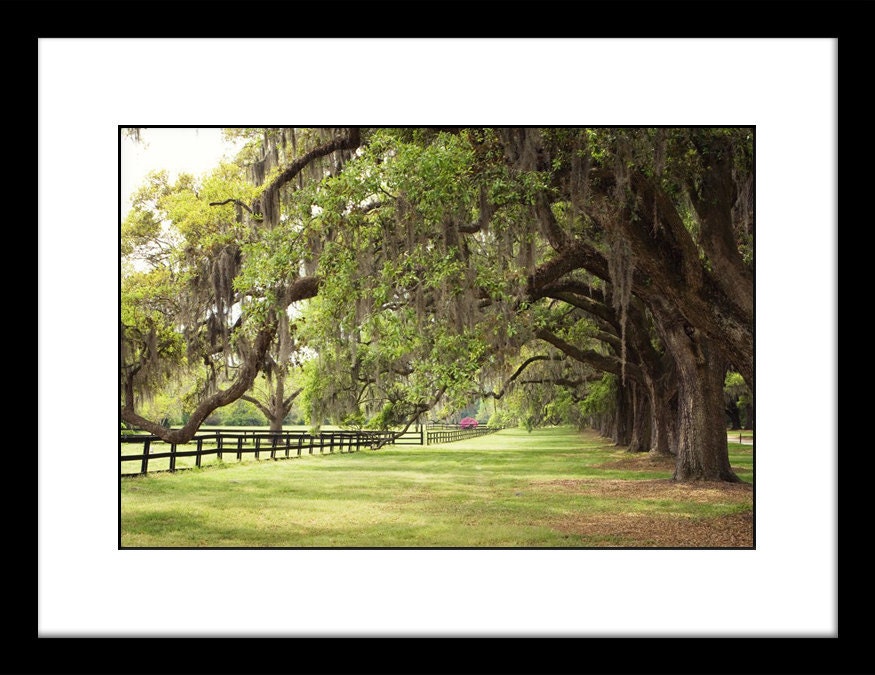 Charleston, South Carolina Photo - Large Oak Trees with Spanish Moss - 8x10 Color (or Black and White) Photo Print - Green Brown Earth