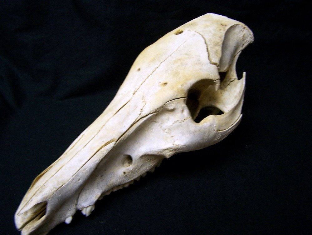 On Sale Wild Hog Skull with Cutters by Metalwoodsnwater on Etsy