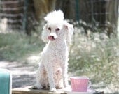 Poodle and tea cup farm photography 8x10 Matte Traveling Tea IV print signed Poodle Tea Cup