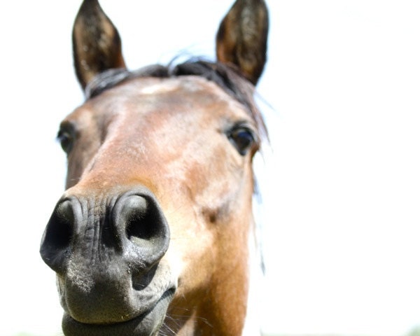 Horse Art Picture 8x10 Metallic A Velvet Nose photographic print Horse