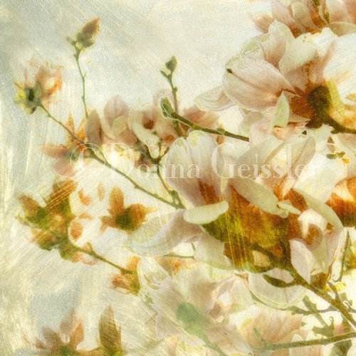 Bittersweet - 8x8 Art Print.  Floral photography, flowers, magnolias, painterly, orange, pale pink, shabby chic.