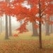 Autumn Mist- Art Print 8x10 - Landscape photography, fall, autumn, foggy morning, leaves turning color, woodlands.