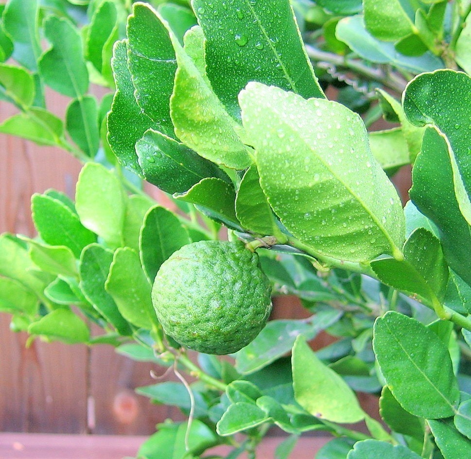 Fresh Kaffir Lime Leaves - Organic