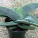 Crassula falcata- Propeller Plant South African Succulent