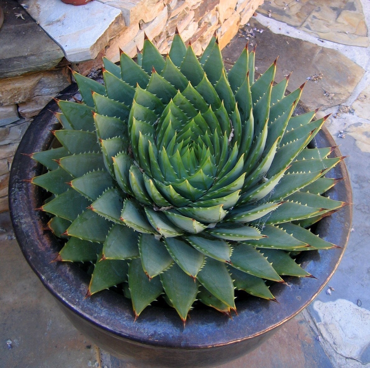 Aloe polyphylla- SPIRAL ALOE