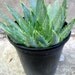Aloe polyphylla-                 SPIRAL ALOE