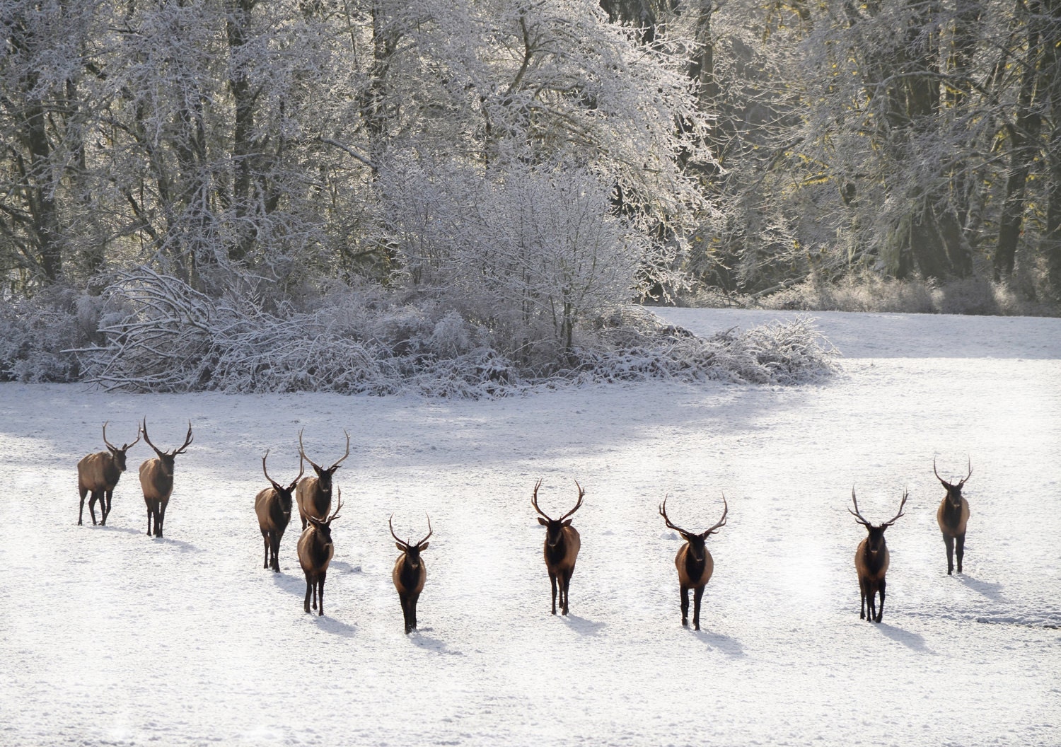 Roosevelt Elk Oregon Coast Range Fine Art by sueolsonphoto