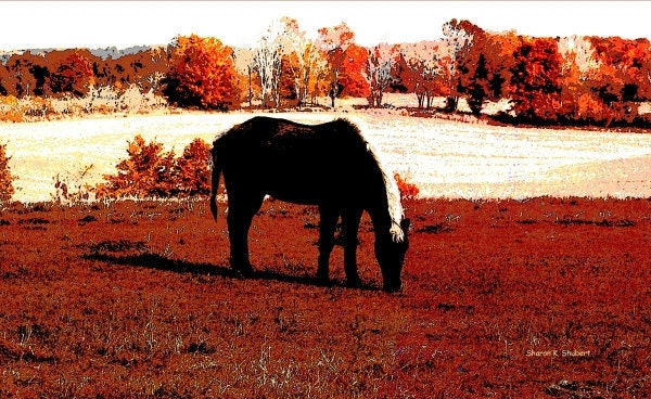 Southwestern Art Black Horse Grazing Abstract Giclee Print Autumn Fall Digital Wall Decor 8 x 10 - GrayWolfGallery
