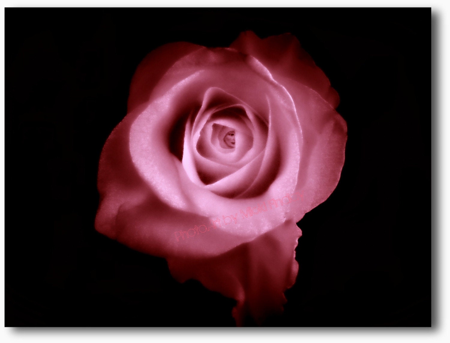 Thumbelina - 8x10 Fine Art Photo Print  (Click on Rose to Look Closely)