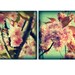 Spring Blossoms - Set of 2 - 8x8 Vintage Inspired Images