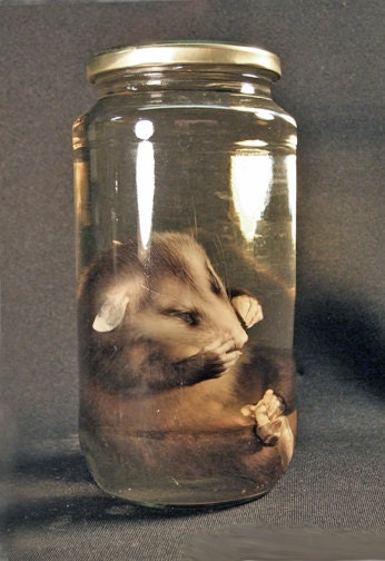 PRESERVED BABY OPOSSUM real animal specimen in jar by ChimeraCurio