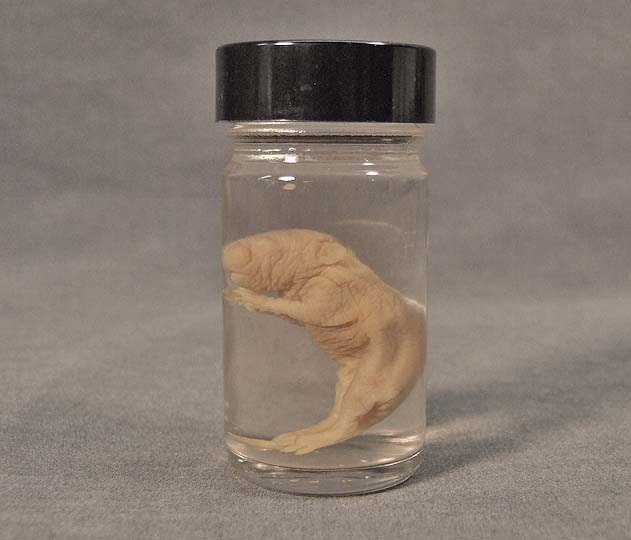 BABY RAT SPECIMEN real preserved animal in jar for by ChimeraCurio