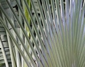 Fan Palm 2 - photograph